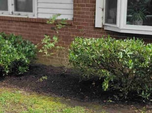 Bush Trimming by Mike Williams for Rebecca T. in Richmond, VA