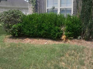 Bush Trimming by Eric Gaytan for Sylena N. in Cordova, TN