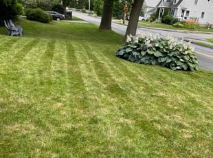 Antrone W.'s Lawn Care service result