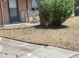 Bush Trimming by John Soriano for Daphne S. in San Antonio, TX
