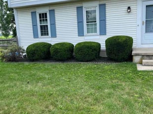 Bush Trimming by Adrian Franco-Gonzalez for Norman L. in Perrysburg, OH