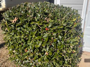 Bush Trimming by Agustin Valle for Jocquelyn D. in Charlotte, NC