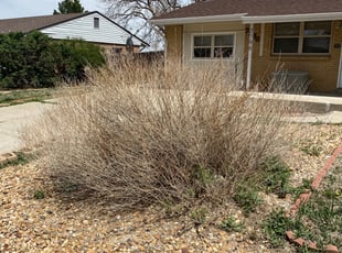 Bush Trimming by Daubrawn Elmore for Aly J. in Denver, CO