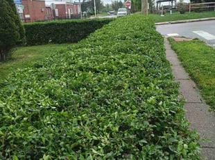 Weeding by Albert Forbes for Cynthia C. in Baltimore, MD