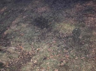 Leaf Removal by Tim Kirkpatrick for Emily S. in Kansas City, MO