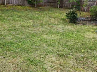 Leaf Removal by Cora Moss for Walter E. in Charlotte, NC