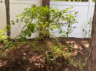 Bush Trimming by Asif Choudry for Chad C. in Ballston Spa, NY
