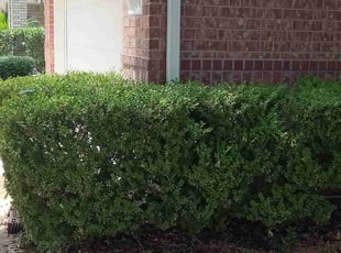 Bush Trimming by Carina Perez for Yolanda B. in Cypress, TX