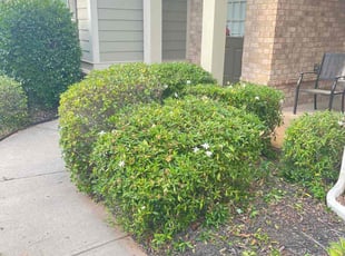 Bush Trimming by Marsha Cooper for Tony M. in Lilburn, GA