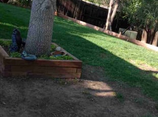 Leaf Removal by Jacques Chauvin for Sylvia W. in Littleton, CO