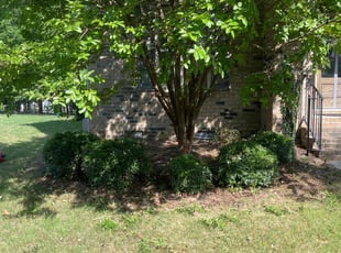 Bush Trimming by Austin Boozer for Lashawnda B. in Charlotte, NC