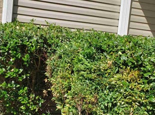 Bush Trimming by Marie Torres for Grace C. in Greensboro, NC