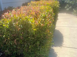 Bush Trimming by sanchez bernardo for Venessa B. in San Jose, CA