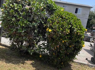 Bush Trimming by Fernando Gomez Rodriguez for Damon J. in Los Angeles, CA