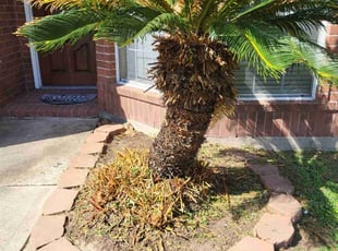 Bush Trimming by Jesus Fortanel for Ellen O. in Spring, TX