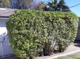 Bush Trimming by Raul Blanco for Tracy K. in Scottsdale, AZ