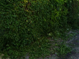 Bush Trimming by Freddie Wilson for Renee J. in Milwaukee, WI