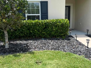 Bush Trimming by Miguel Santana for Ashlyn J. in Wesley Chapel, FL