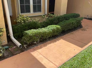 Bush Trimming by Charles Walton for Justin J. in Wellington, FL