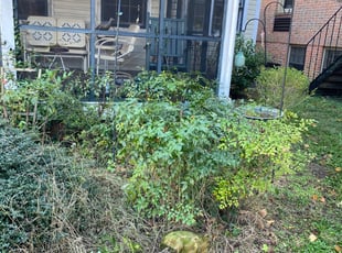 Bush Trimming by Mario Giallombardo for Lucinda B. in Williamsburg, VA