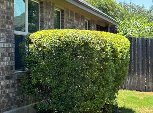Bush Trimming by Mario Perez-lomeli for Sharon W. in Boerne, TX