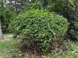 Bush Trimming by Sergio Dominguez for Latonya L. in Winslow Township, NJ