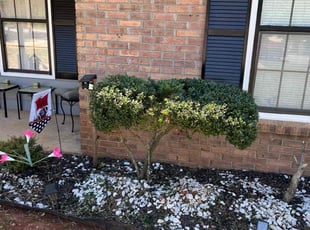Bush Trimming by Phillip StPreuve for Edna S. in Lawrenceville, GA