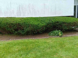 Bush Trimming by Edward Mauler for Craig C. in Westerville, OH