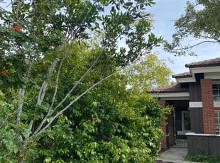 Bush Trimming by Earl Miller for Gloria M. in San Diego, CA