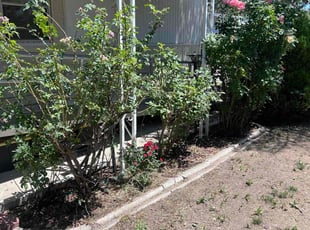 Bush Trimming by JD Lane for Chris M. in Salt Lake City, UT