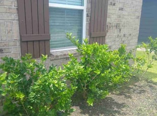 Weeding by Gabriel Pearson for Claudette S. in Rosharon, TX