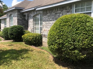 Bush Trimming by Sergio Becerra for Karen C. in Rowlett, TX