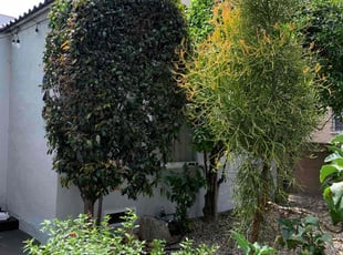 Bush Trimming by William Mendoza for Mark C. in Los Angeles, CA
