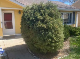 Bush Trimming by Connor Andrew for Martin O. in Denver, CO