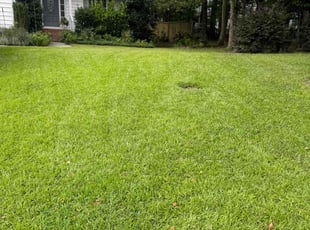 Sophiya J.'s Lawn Care service result