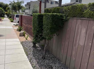 Bush Trimming by Nicholas Poulsen for Michael F. in San Diego, CA