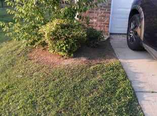 Weeding by Shay Thaniel Washington for James H. in Indian Trail, NC