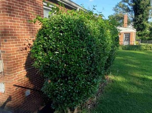 Bush Trimming by Jerrel Kenon for Meredith A. in Temple Hills, MD