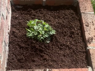 Mulching by Karla Noor for Gene B. in Chesapeake, VA