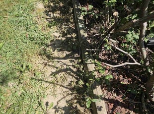 Weeding by James Cole for Dean J. in Indianapolis, IN