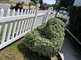 Bush Trimming by Tyler Elias for Elizabeth B. in Woonsocket, RI
