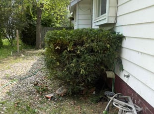 Bush Trimming by Wilmari Del Valle Salazar GonzΓ‘lez for DeAnn S. in Fort Wayne, IN