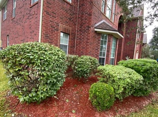 Bush Trimming by Agapito Rivera for Todd T. in Pearland, TX
