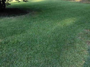 Sharon D.'s Grass Cutting service result