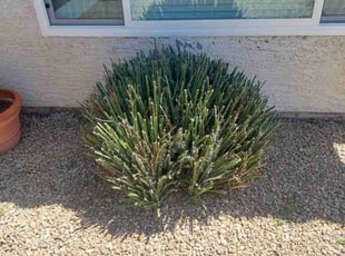 Bush Trimming by Marvin Gray for Genevieve L. in Phoenix, AZ