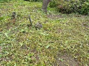 Marion W.'s Lawn Service service result