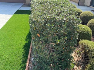 Bush Trimming by Sanjeev Singh for Ken T. in Ontario, CA