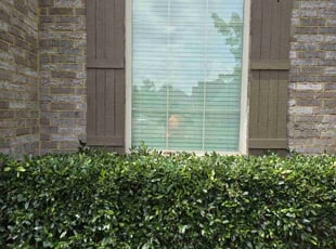 Bush Trimming by Tamarcus Jones for Zay L. in Memphis, TN