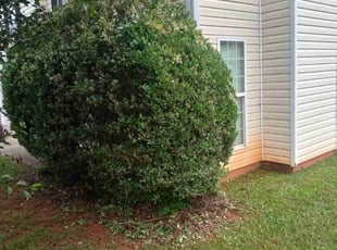 Bush Trimming by Michael Leslie for Tatiana C. in Rex, GA