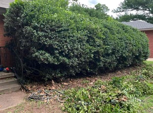 Bush Trimming by Austin Short for Marilyn B. in Norman, OK